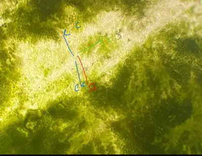 Senna leaf stomatal arrangement 