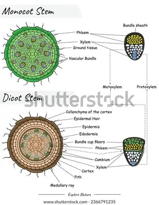 Monocot and dicot stem google guide