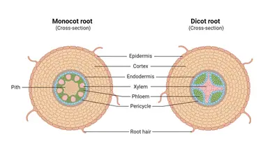 Monocot and dicot root google guide 