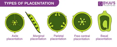 Types of placentation guide 