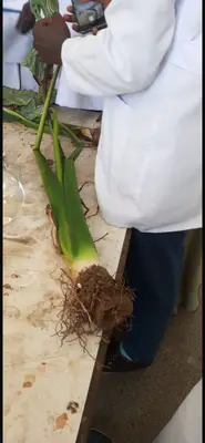 Arrow root 
Stem underground